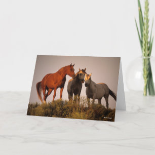 Carte Bob Langrish Trois Chevaux Arabes Debout Au Couche