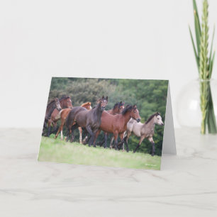 Carte Bob Langrish   Troupeau de poneys gallois en campa