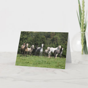 Carte Bob Langrish   Troupeau De Ponies Galloises Debout