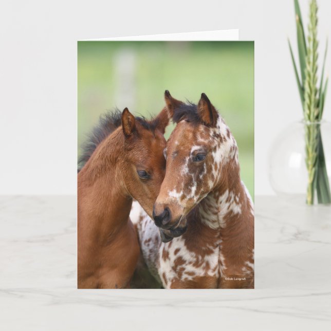 Carte Bob Langrish | Two Appaloosa Foals Meeting (Devant)