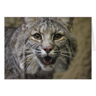 Carte Bobcat étonnante