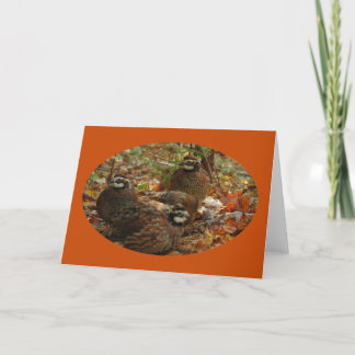 Carte Bobwhite Miracle