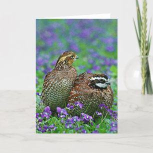 Carte Bobwhite Quail Photographie