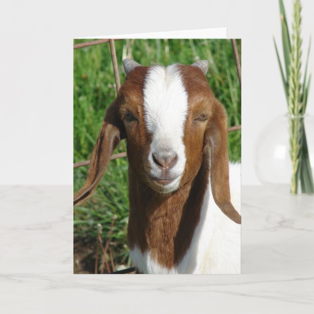 Carte Boer Billy Goat Kid (Devant)