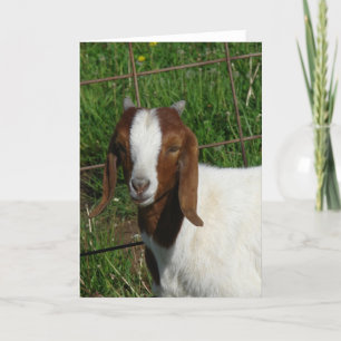 Carte Boer Billy Goat Kid