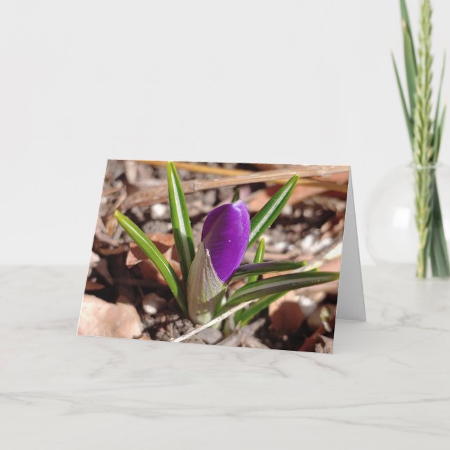 Carte Bon Printemps ! Crocus pourpre (Devant)