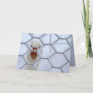 Carte Bonjour ! Canard derrière la clôture gelée Noël la