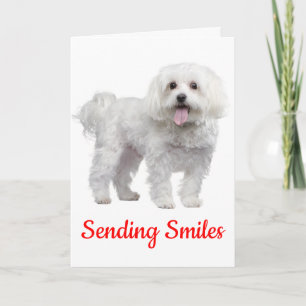 Carte Bonjour Chien De Chien De Chien De Chien De Chien 