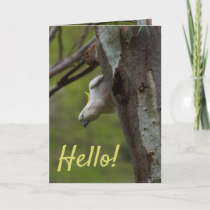 Carte Bonjour ! Cockatoos dans un arbre Australie