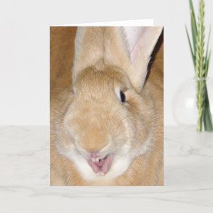 Carte Bonjour lapin