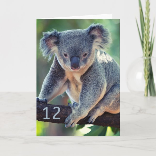 Carte Bonne 12e anniversaire Australian Koala Greeting C (Devant)