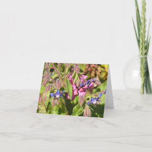Carte Borago officinalis