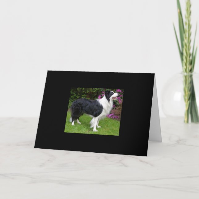 Carte Bordure Collie animal chien animal animal mignon D (Devant)
