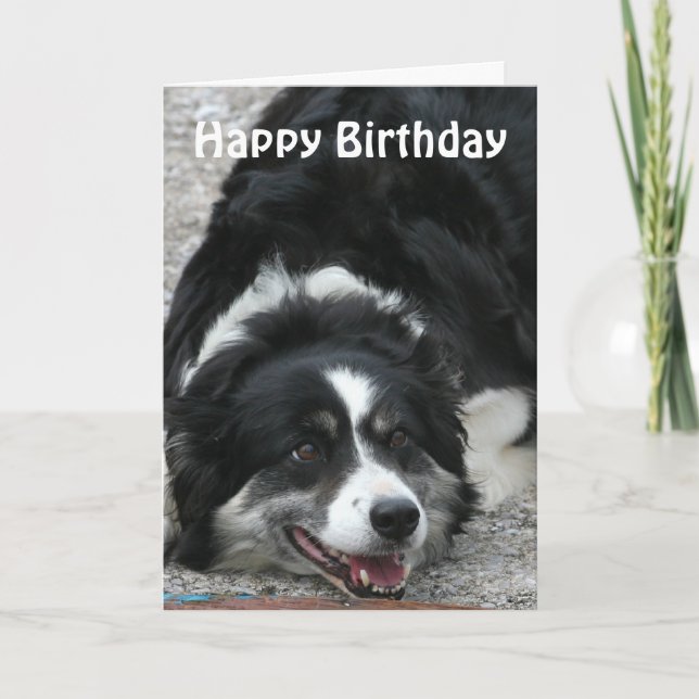 Carte Bordure Collie - Joyeux anniversaire (Devant)