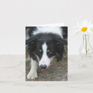 Carte Bordure Collie Stare Chien note personnalisée