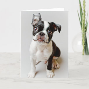 Carte Boston Terrier