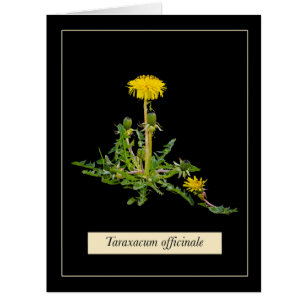 Carte botanique de Dandelion