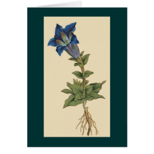 Carte botanique vintage de fleur