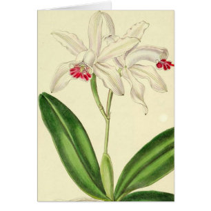 Carte botanique vintage d'orchidées