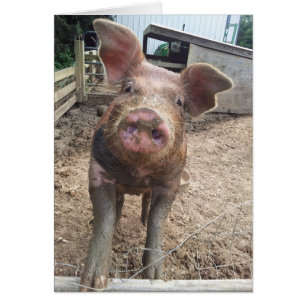 carte boueuse drôle mignonne de porc