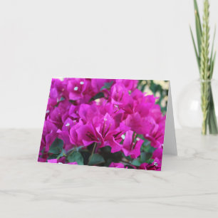 Carte Bougainvillea