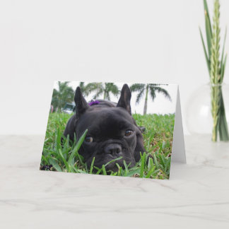 Carte Bouledogue français dans l'herbe