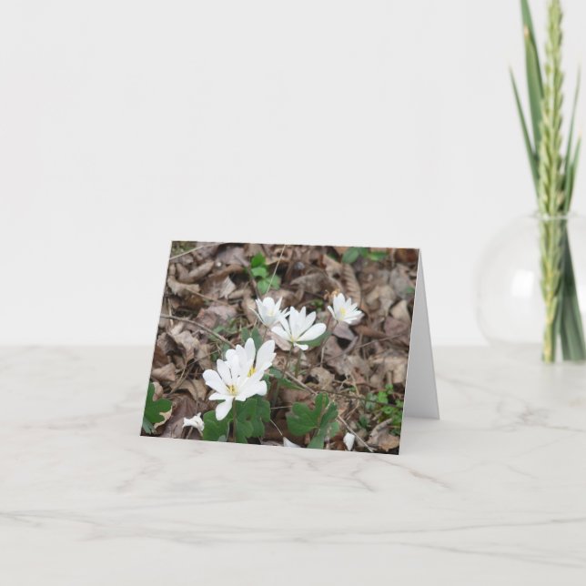 Carte Bouquet Bloodroot (Devant)