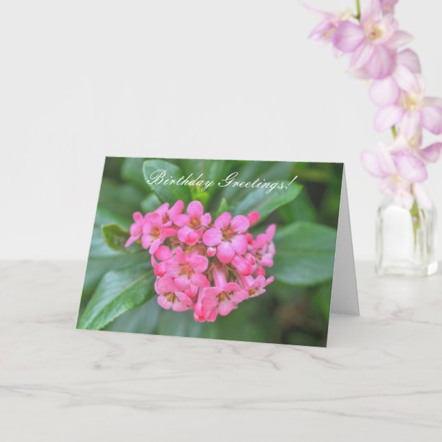 Carte Bouquet de la nature rose des fleurs de dainty Ann (Orchidée)