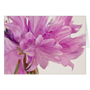 Carte Bouton Batchelor