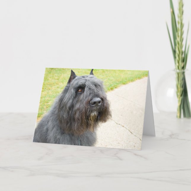 Carte Bouvier des Flandres (Devant)