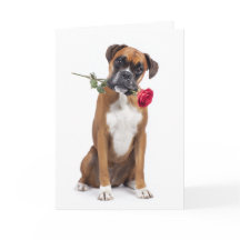 Boxer Valentine – Cœur Loyal, Âme Enjouée