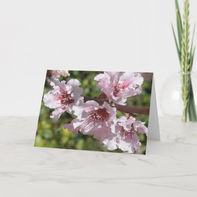 Carte Branche florissante (Devant)