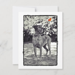 Carte Brindel Dane Helia