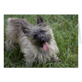 Carte Brindle Cairn Terrier