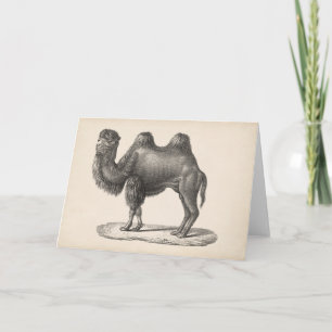 Carte Brodtmann Camel Sketch