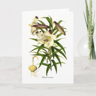 Carte Brownii de Lilium