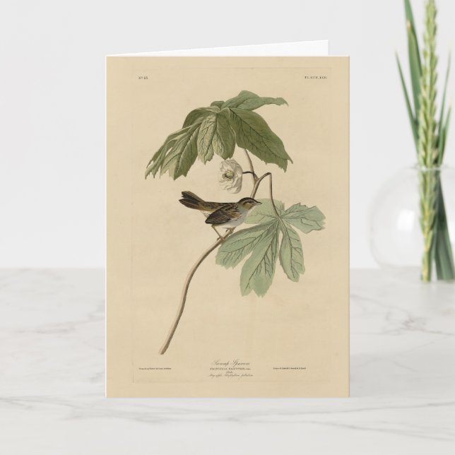 Carte Bruant des marais des oiseaux d'Amérique d'Audubon (Devant)