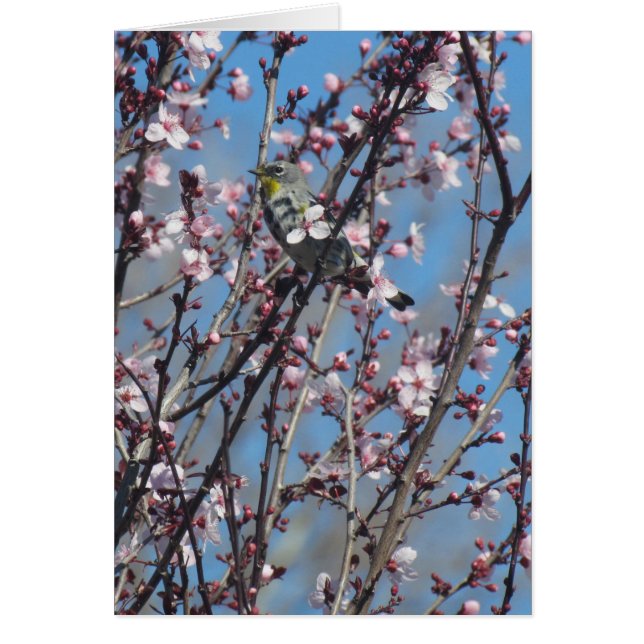 Carte - Bruant parmi les fleurs roses (Devant)