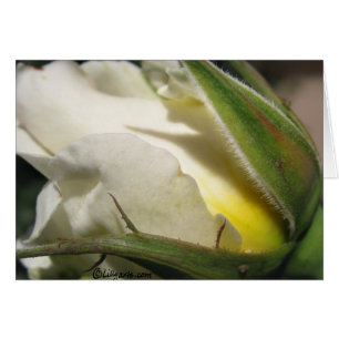 Carte Bud Rose blanche