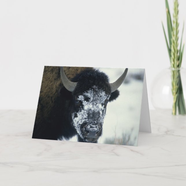 Carte Buffle couvert de neige (Devant)
