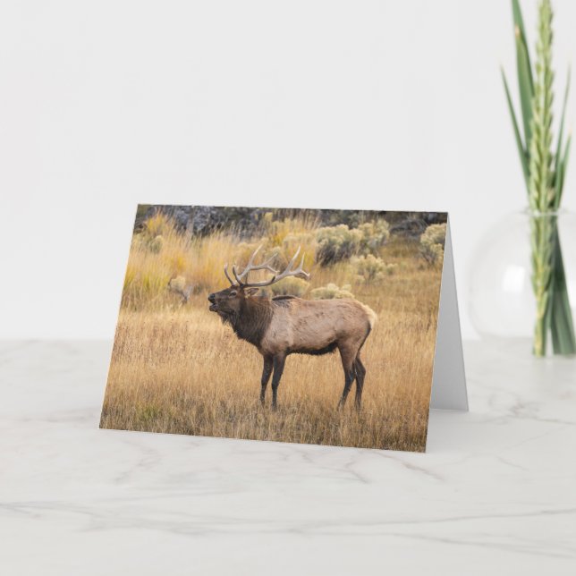 Carte Bull Elk | Parc national de Yellowstone (Devant)