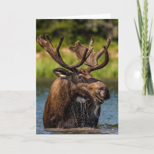 Carte Bull Moose   Parc national du Glacier Montana