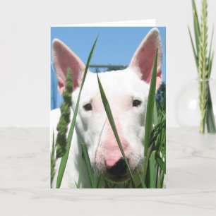 Carte Bull-terrier anglais mignon