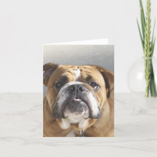 Carte Bulldog Face - Bulldog anglais, Brown