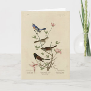Carte Bunting, Sparrow, Junco, (Finches) Oiseaux d'Audub