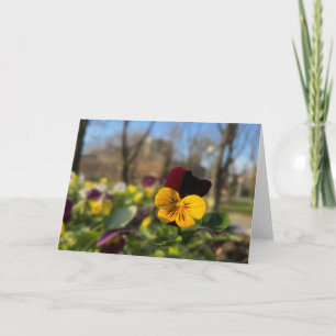 Carte Burgundy yellow pany