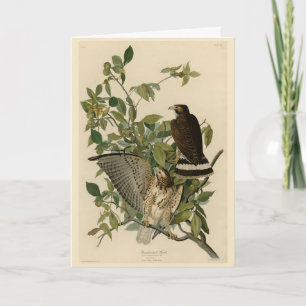 Carte Buse à grande aile des oiseaux d'Amérique d'Audubo