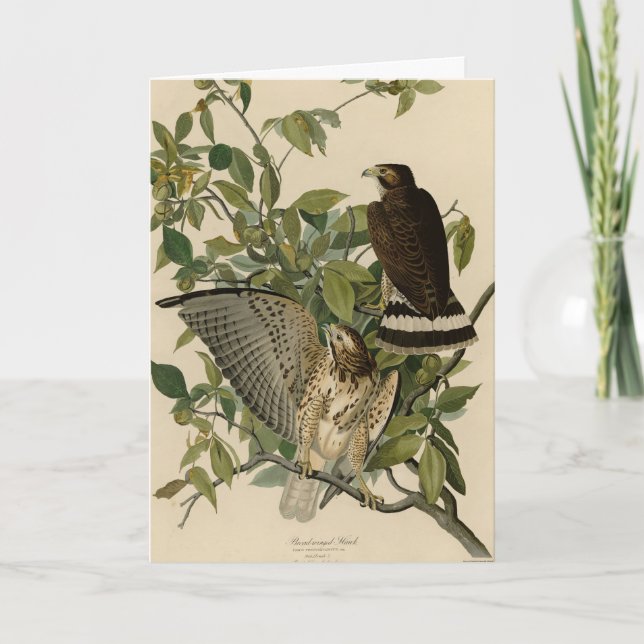Carte Buse à grande aile des oiseaux d'Amérique d'Audubo (Devant)