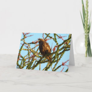 Carte Buse à queue rousse immature dans un buisson d'oco