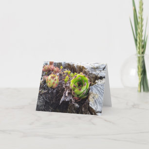 Carte cactus dans un journal